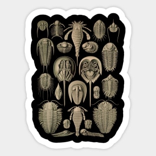 Ernst Haeckel Aspidonia Sticker